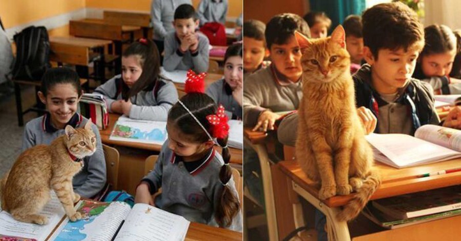 Σμύρνη: Γάτος υιοθετήθηκε από μαθητές δημοτικού! 
