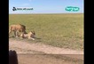 Mating lions