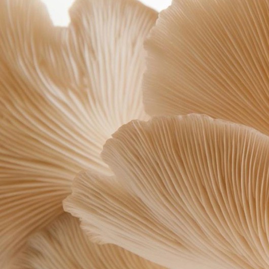Super Mushrooms that we need for our treatment