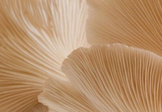 Super Mushrooms that we need for our treatment
