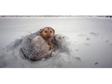 Η 10χρονη που επέζησε σε χιονοθύελλα, αγκαλιάζοντας αδέσποτο σκυλί
