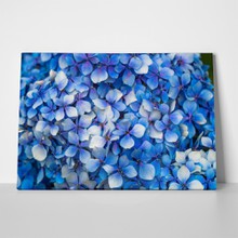 Blue hydrangea floral backround 311074229 a