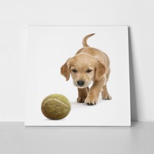 Golden retriever puppy ball  119651668 a