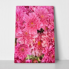 Beautiful chrysanthemum 483396139 a