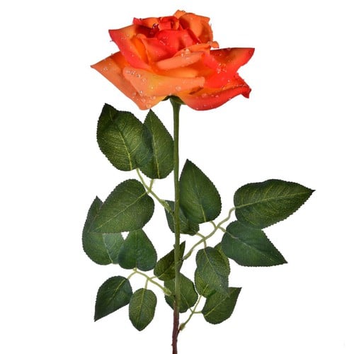 Ruza  S Kapljicama Rose 1