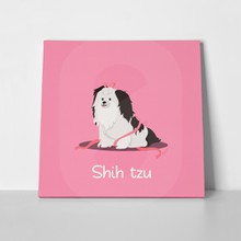Cute shih tzu dog on pink 675184354 a