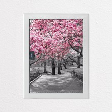 Pink blossom park a