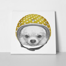 Dog portrait chihuahua helmet 552305392 a