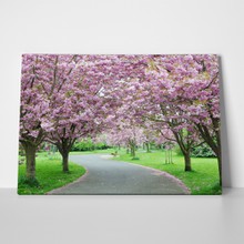 Cherry blossom path