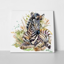 Zebra cub wild animal 778437880 a