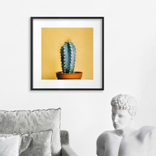 Cactus in yellow bg