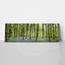 Bluebell forest 138700040 a