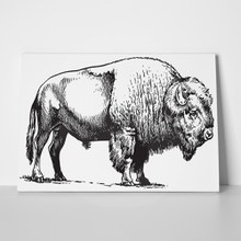 Buffalo american bison drawing 223927399 a