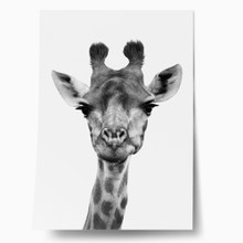 Giraffe closeup bw