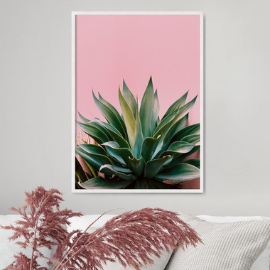 Aloe on pink bg