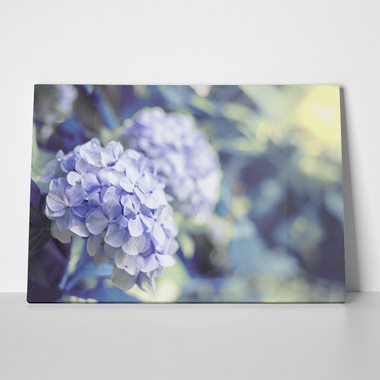 Hortensia flower hydrangea background 549222883 a