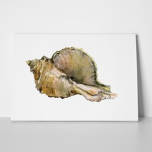 Watercolor seashell 7 1109410520 a