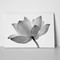 Lotus flower grey white 143709217 a