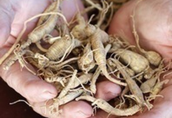 Ginseng for natural strength and vitality