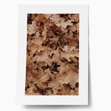 Autumn leaves