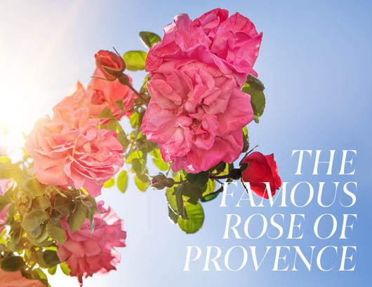 The Famous Rose of Provence!