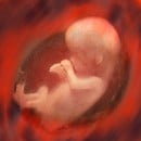 Οι πρώτες "φωτογραφίες" ενός μωρού πριν καν γεννηθεί!