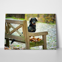 Cute black mixedbreed dog mutt 746391106 a