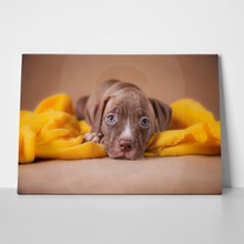 Cute pit bull dog puppy 220082257 a