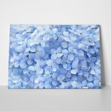 Light blue hydrangea floral background 262359467 a