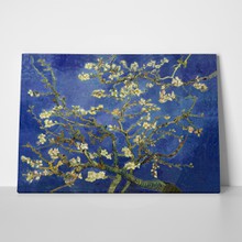 Almond blossom blue