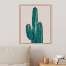Cactus on white bg