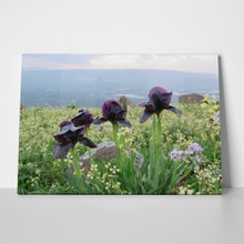 Iris flower of jordan 601136777 a