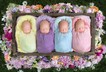 Identical quadruplet newborn photography baby photoshoot noelle mirabella 4