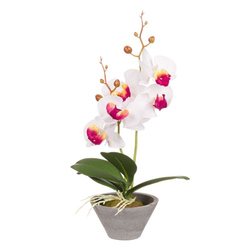 Lule Dekoruese Orkide E Bardhë Në Vazo Plastike 32