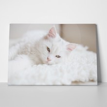 White cat 517303588 a