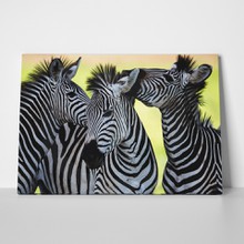 Zebras party