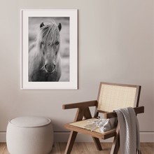 Icelandinc horse portrait