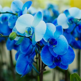 ΑΡΩΜΑ ORANGE FLOWER AND BLUE ORCHID  