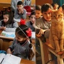 Σμύρνη: Γάτος υιοθετήθηκε από μαθητές δημοτικού! 