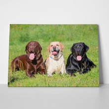 Three labrador retriever dogs on grass 126021596 a