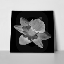 Black white daffodil 649111978 a