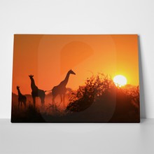African wildlife sunset 1 a