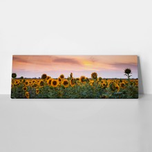 Sunflowers sunset
