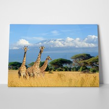 Giraffes in africa 608911916 a