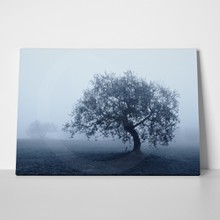 Olive tree in october shrouded by the fog