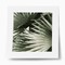 Abstract palm leaves