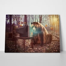 Wild bear watching tv 173501084 a