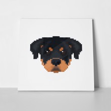 Rottweiler head pixel 674084524 a