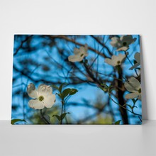 Dogwoods in shade and sun 686857108 a