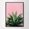 Aloe on pink bg black